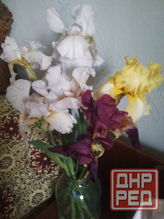 Продам многолетние цветы Донецк - изображение 7