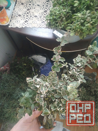 Продам многолетние цветы Донецк - изображение 6