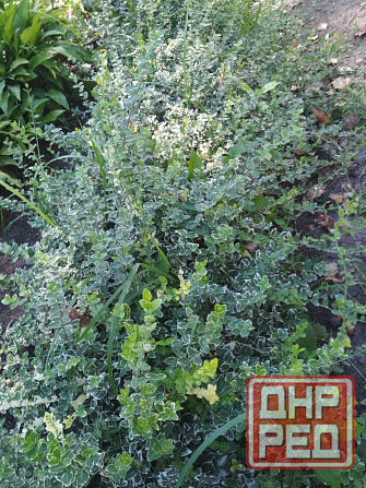 Продам многолетние цветы Донецк - изображение 5