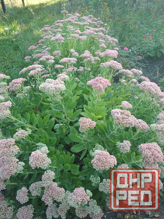 Продам многолетние цветы Донецк - изображение 2