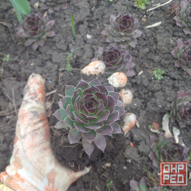 Продам многолетние цветы Донецк - изображение 1