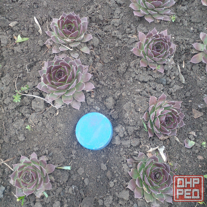 Продам многолетние цветы Донецк - изображение 4