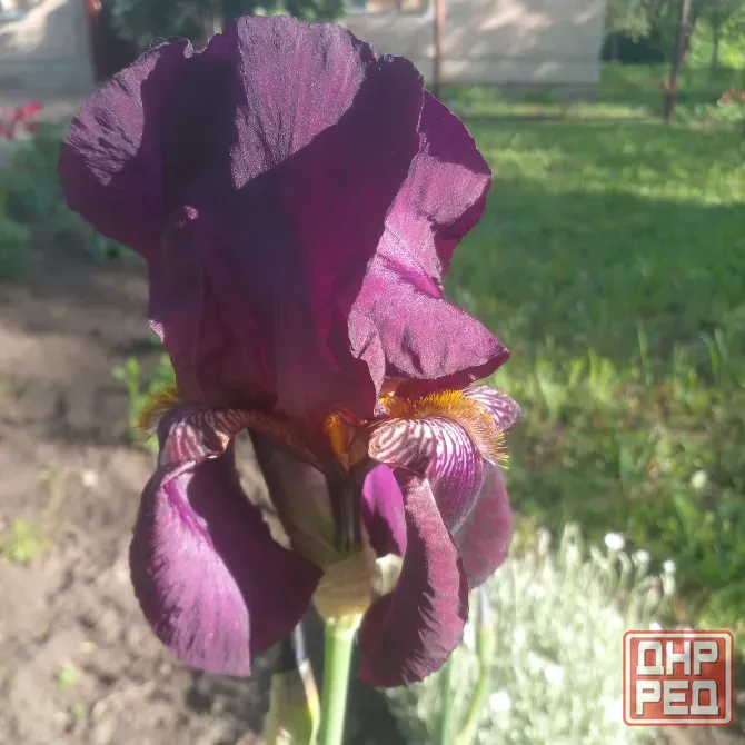Продам многолетние цветы Донецк - изображение 8
