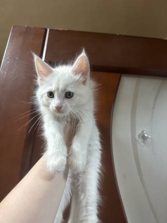 метисы мейн куна Донецк