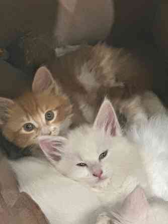 метисы мейн куна Донецк