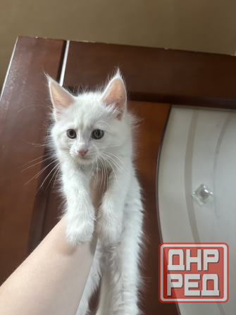 метисы мейн куна Донецк - изображение 1