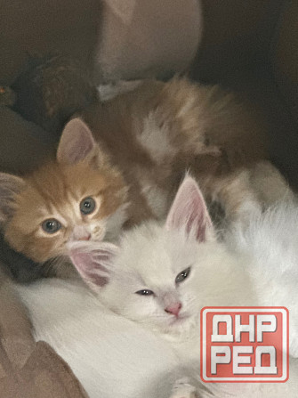 метисы мейн куна Донецк - изображение 2