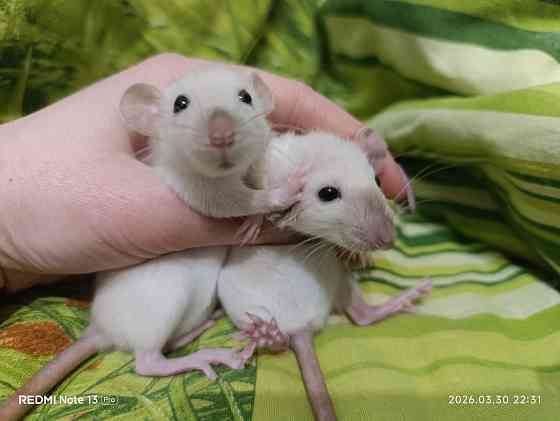 у вас нет крысы тогда вам к нам Харцызск