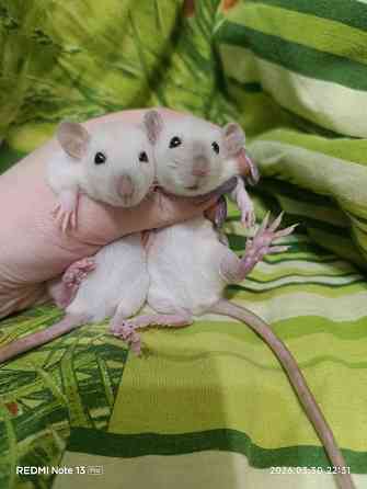 у вас нет крысы тогда вам к нам Харцызск