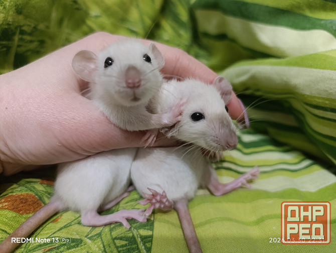 у вас нет крысы тогда вам к нам Харцызск - изображение 1