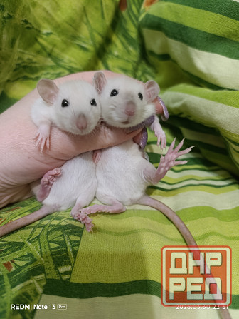 у вас нет крысы тогда вам к нам Харцызск - изображение 2