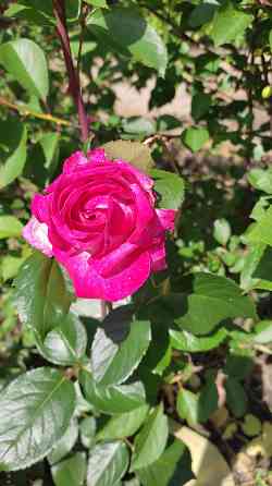 Отдам в бесплатное пользование участок земли Донецк