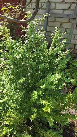 Отдам в бесплатное пользование участок земли Донецк