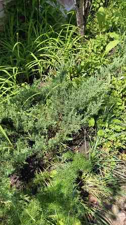 Отдам в бесплатное пользование участок земли Донецк