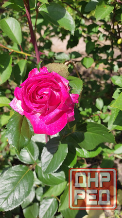 Отдам в бесплатное пользование участок земли Донецк - изображение 1