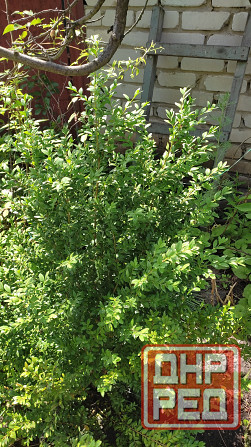 Отдам в бесплатное пользование участок земли Донецк - изображение 2