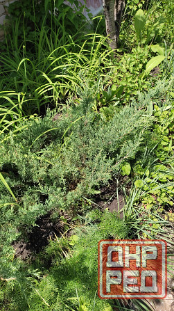 Отдам в бесплатное пользование участок земли Донецк - изображение 3