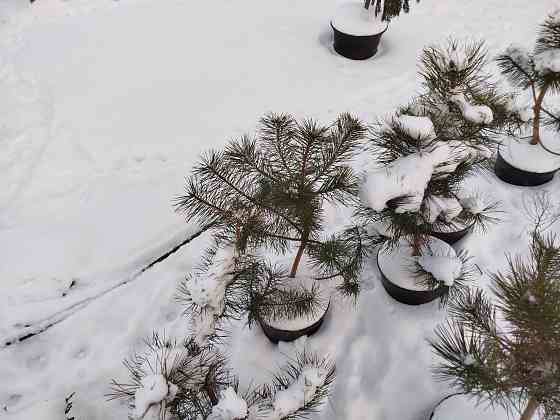 Крымские сосны чёрные сосны Макеевка