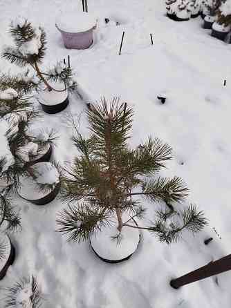 Крымские сосны чёрные сосны Макеевка