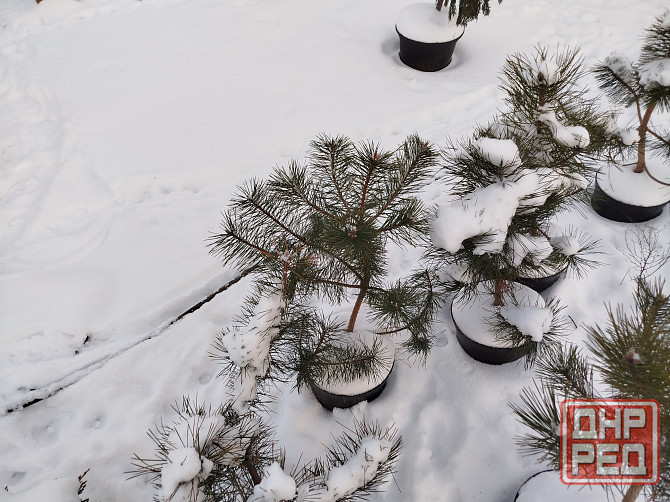 Крымские сосны чёрные сосны Макеевка - изображение 2