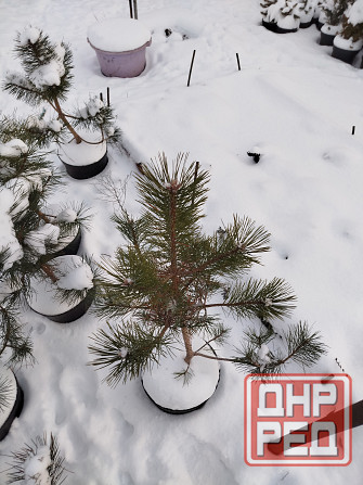 Крымские сосны чёрные сосны Макеевка - изображение 1