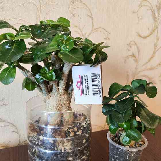 Взрослый мини адениум Донецк