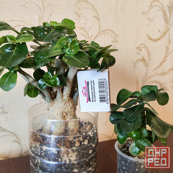 Взрослый мини адениум Донецк - изображение 1