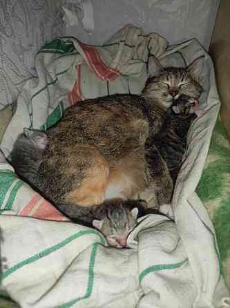 Котята донского сфинкса и обычной кошки Донецк