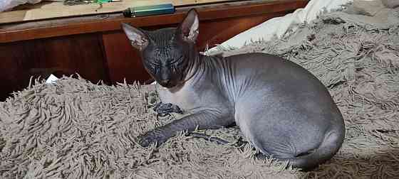 Котята донского сфинкса и обычной кошки Донецк