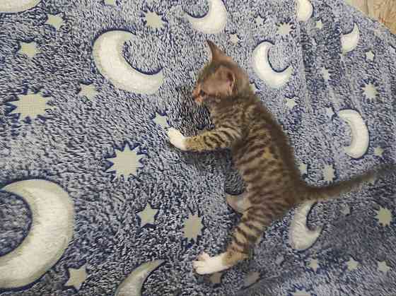 Котята донского сфинкса и обычной кошки Донецк