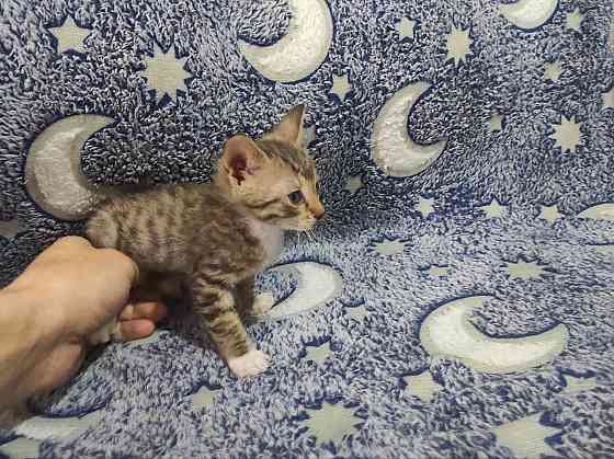 Котята донского сфинкса и обычной кошки Донецк