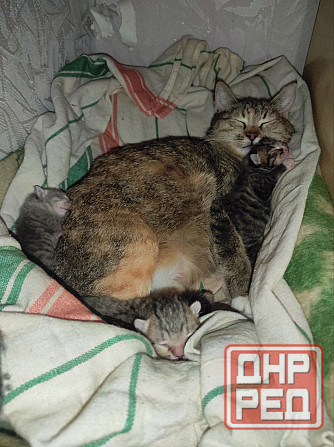 Котята донского сфинкса и обычной кошки Донецк - изображение 1