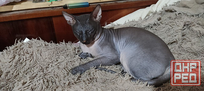 Котята донского сфинкса и обычной кошки Донецк - изображение 2