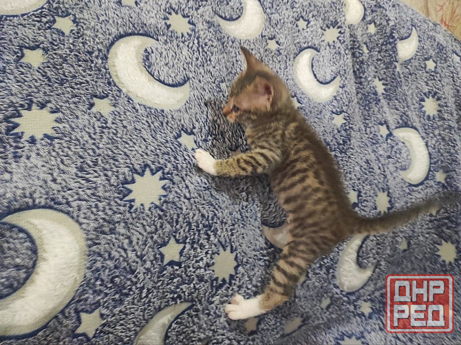 Котята донского сфинкса и обычной кошки Донецк - изображение 5