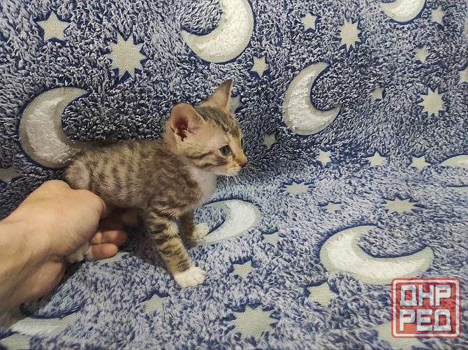 Котята донского сфинкса и обычной кошки Донецк - изображение 4