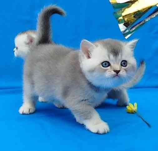 Шотландские котята Донецк