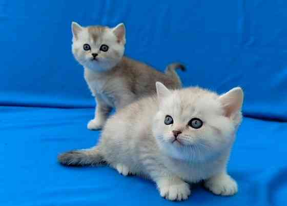 Шотландские котята Донецк