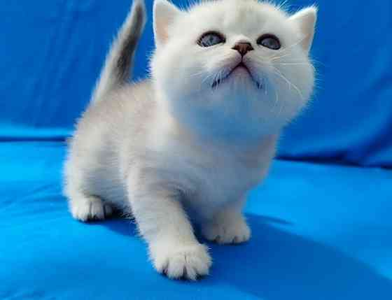 Шотландские котята Донецк