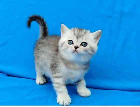 Шотландские котята Донецк