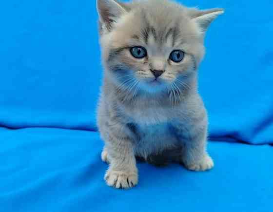 Шотландские котята Донецк