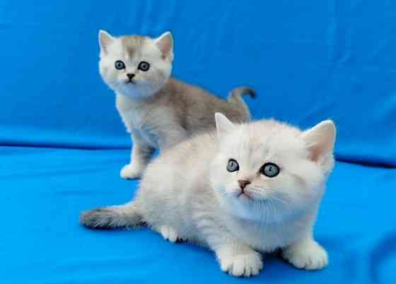 Шотландские котята Донецк