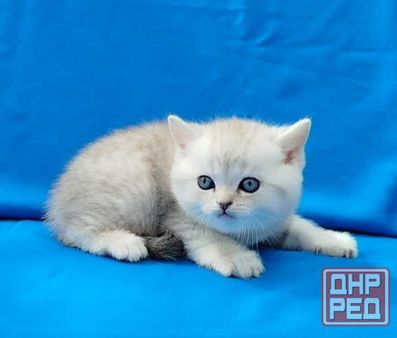 Шотландские котята Донецк - изображение 7