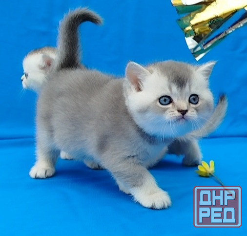 Шотландские котята Донецк - изображение 6