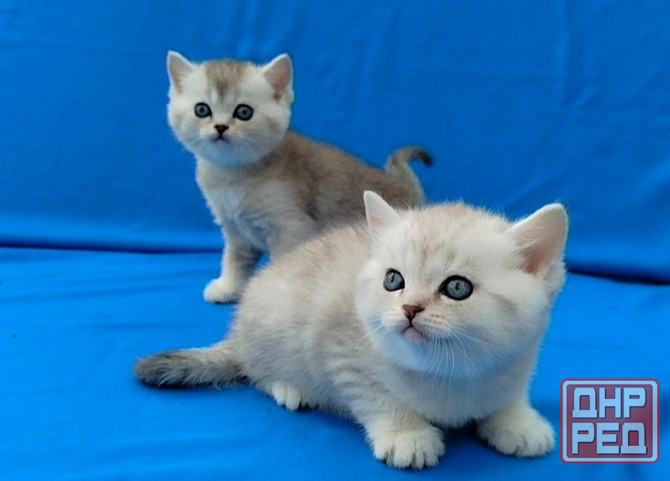 Шотландские котята Донецк - изображение 3