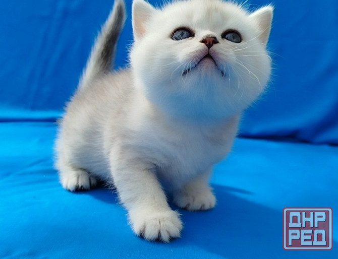 Шотландские котята Донецк - изображение 2