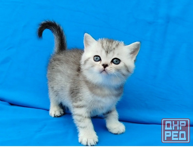 Шотландские котята Донецк - изображение 4