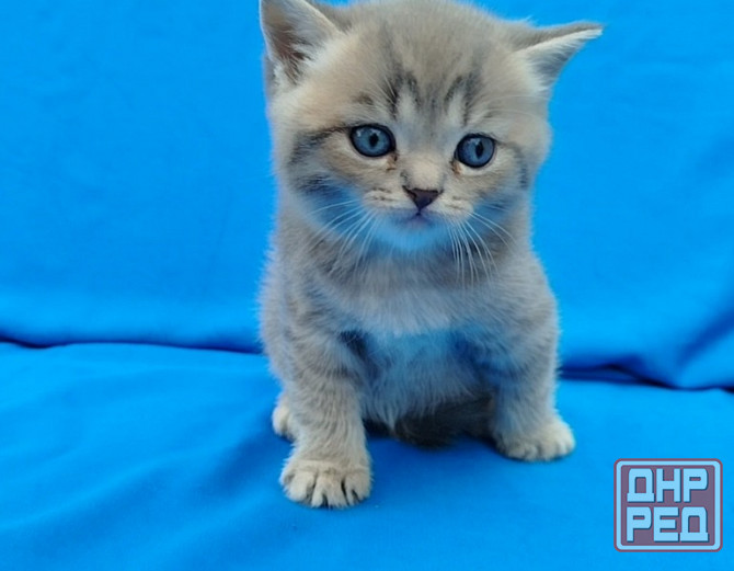 Шотландские котята Донецк - изображение 5