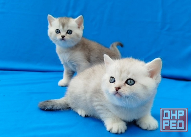 Шотландские котята Донецк - изображение 1