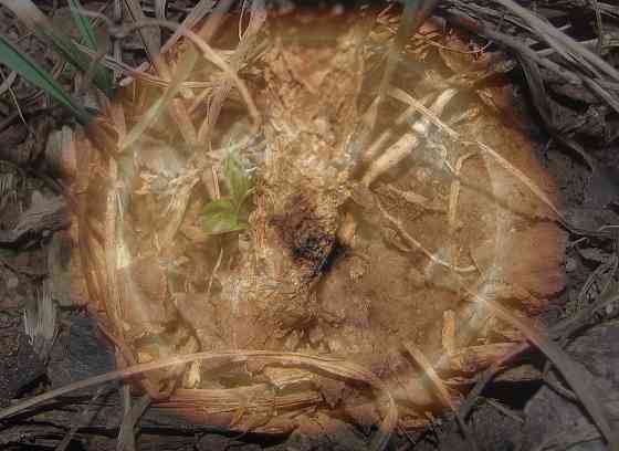 Lost on your, несмеяна родрига Донецк