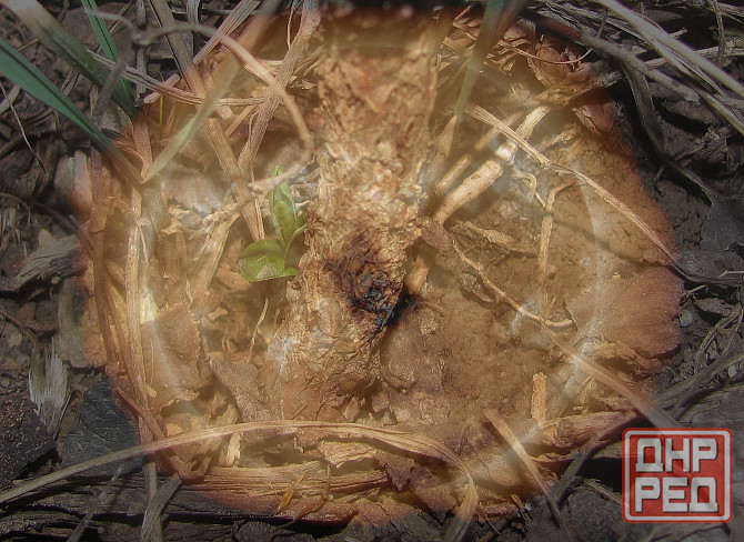 Lost on your, несмеяна родрига Донецк - изображение 1